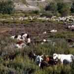 La fuente leonesa que resistió a la embestida