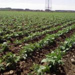 Arranca la campaña de la alubia con un impulso de los precios