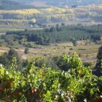 La DO Bierzo es la primera de la Comunidad adaptada a Europa