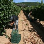 La cosecha de la DO Bierzo: 11,4 millones de kilos vendimiados