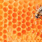 La Miel, Verano en conserva.